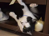 Анатолий ищет дом., фотография 2