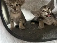 Ориентальные котята, ориенталы., фотография 7