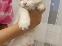 Продам девочку Рэгдолл, фотография 4