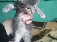 Котята ищут дом, фотография 2