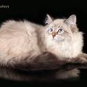 Замечательный подарок к Новому году – котенок !
