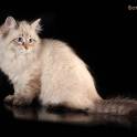 Замечательный подарок к Новому году – котенок !, фотография 2