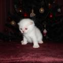 шотландские вислоухие котята, фотография 2