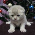 шотландские вислоухие котята, фотография 3