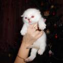 шотландские вислоухие котята, фотография 4
