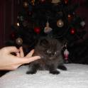 шотландские вислоухие котята, фотография 5