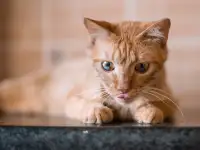 Рыжий кот Гарик в дар добрым сердцам, фотография 6