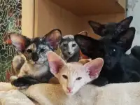 Ориентальные котята, фотография 2