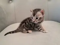 Бенгальские котята, фотография 2