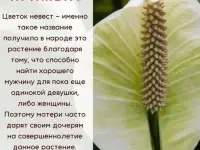 Спатифиллум цветок Женское счастье белый ростки 12-15 см