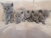 Котята Британские, фотография 4