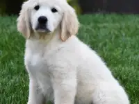 Puppies For Sale, фотография 2