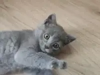 Британский котенок голубого окраса.