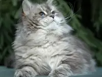 Сибирский кот, невский маскарадный кот ищет новую семью, фотография 4
