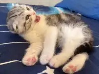 Шотландские котята, фотография 3