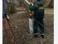 Обрезка деревьев. ПОКОС ТРАВЫ.НЕДОРОГО!!!, фотография 5