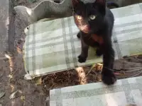 Котенок в дар