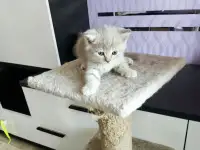 Котята Скоттиш-Страйт, фотография 8