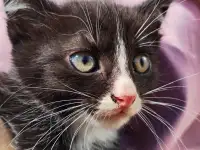 Забавные котята ищут добрые руки, фотография 5