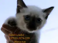 Котята Той-боб Редкая порода и бенгальские, фотография 3