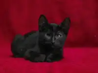 Черный котенок Блэкки в дар добрым сердцам!, фотография 3
