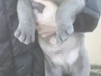 Голубые щенки Кане-Корсо, фотография 4