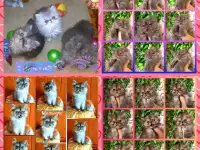Персидские котята Экстремального типа чистокровные. Персы., фотография 9