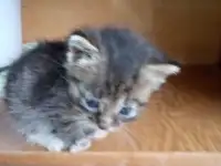 Котята милашки, фотография 3