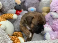 Милые щенки боксера,, фотография 2