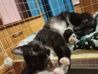 Котенок Зеленоглазая девочка, фотография 3
