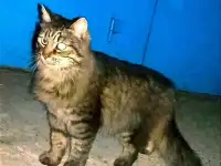 Огромный и очень ласковый львёнок., фотография 6