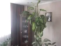 Коттедж в долгосрочную аренду, фотография 12