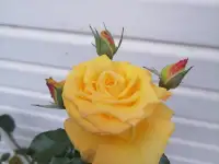 Продам дом, ст 