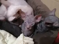 Котята Донского Сфинкса