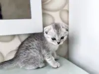 Шотландские котята, фотография 3