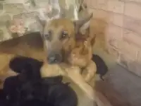 Щенки немецкай овчарки