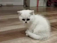 Котёнок девочка британская короткошерстная, фотография 2