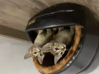 Абиссинские котята