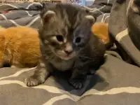 Котята, фотография 2