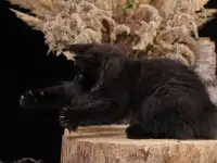 Котята курильского бобтейла, фотография 3