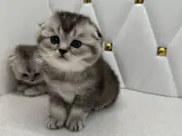 Шотландские котята, фотография 3
