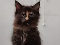 Кошечка мейн-кун