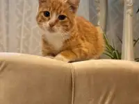 В дар ласковый прекрасный котёнок-мальчик Златик, фотография 10