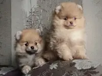 Померанский шпиц, щенки. Мини мишки, фотография 3