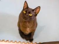 Черная кошечка котенок Фелиция в поисках семьи и дома!, фотография 8