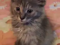 Котят в дар