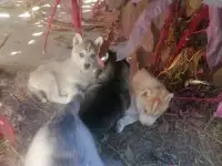 Продам щенков хаски., фотография 5