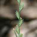 Райграс пастбищный (Lolium perenne), фотография 2