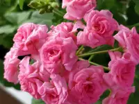 Розебудные цветущие герани Antique Rose - 15 и 22 рублей, фотография 6