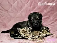 Щенки немецкой овчарки, фотография 3